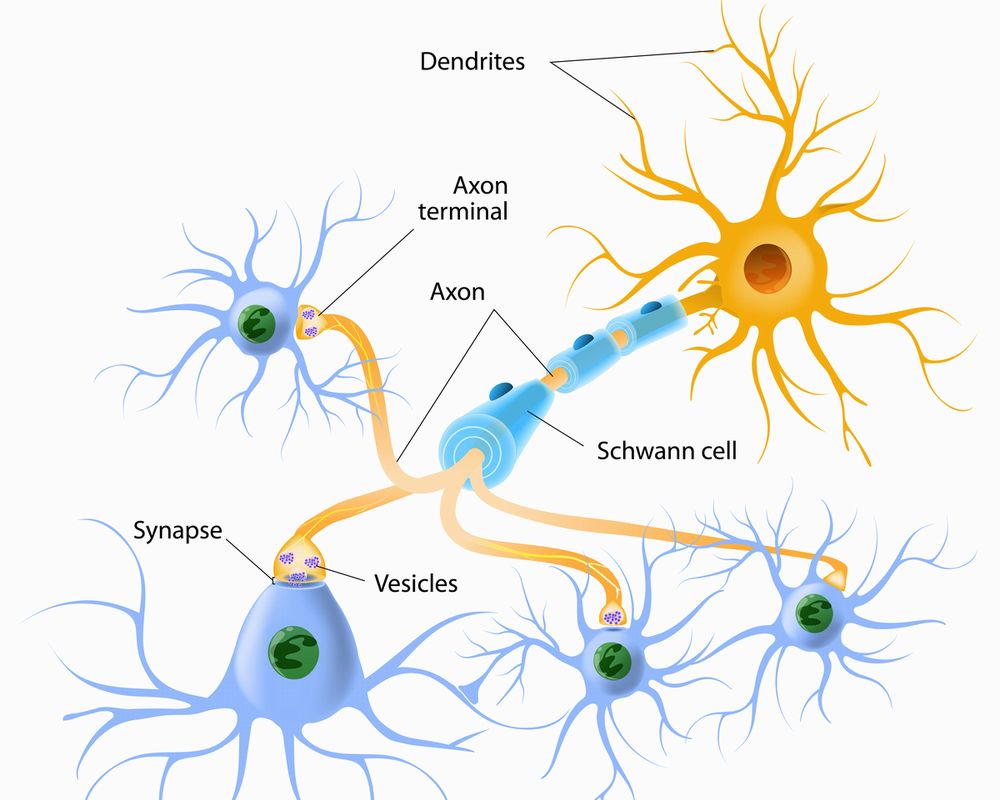 脳神経細胞の画像